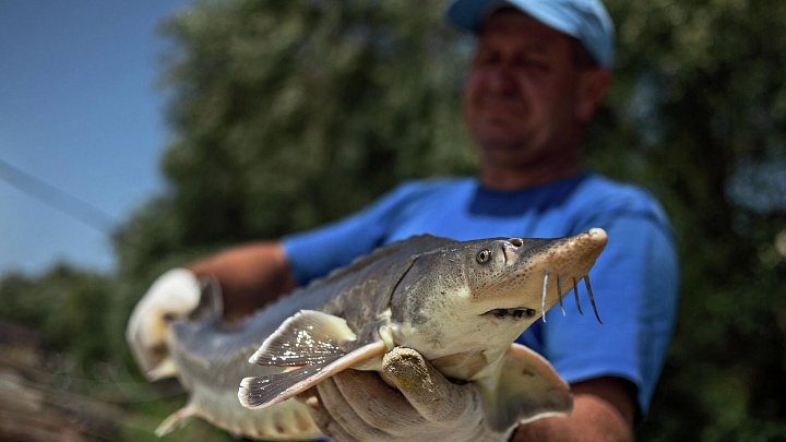 Россельхознадзор расширил список поставщиков рыбопродукции в Южную Корею