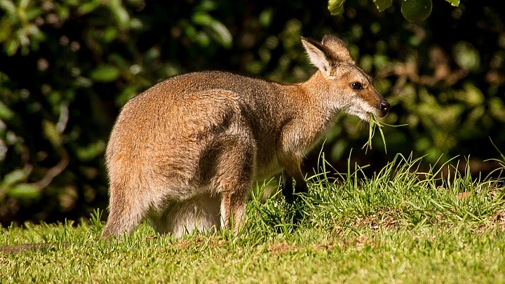 В Австралии вырастили первый в мире эмбрион кенгуру с помощью ЭКО