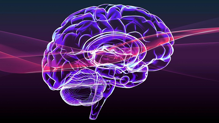 Ученые приблизились к пониманию работы ритмов мозга